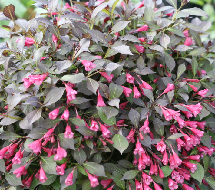 Midnight Wine Shine® Weigela (Weigela florida 'Elvera') - 3 gallon 12"