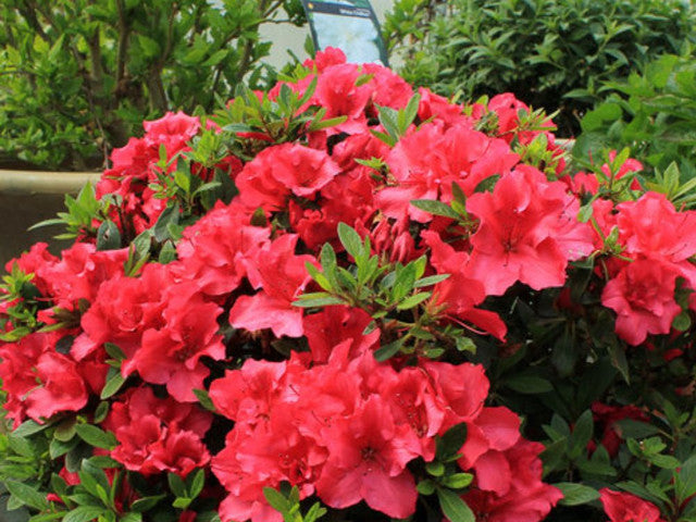 Red Demon Azalea (Azalea 'Exbury Red Demon') - 3 gallon