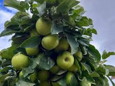 Fruit Snacks® Tangy Green™ Apple (Malus 'Fruit Tangy Green') - 2 gallon