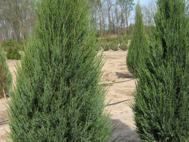 Skyrocket Juniper (Juniperus scopulorum 'Skyrocket') - 1 gallon 8"