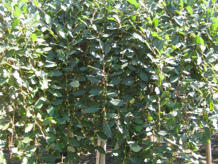 Weeping Pussy Willow (Salix caprea 'Pendula') - 3 gallon
