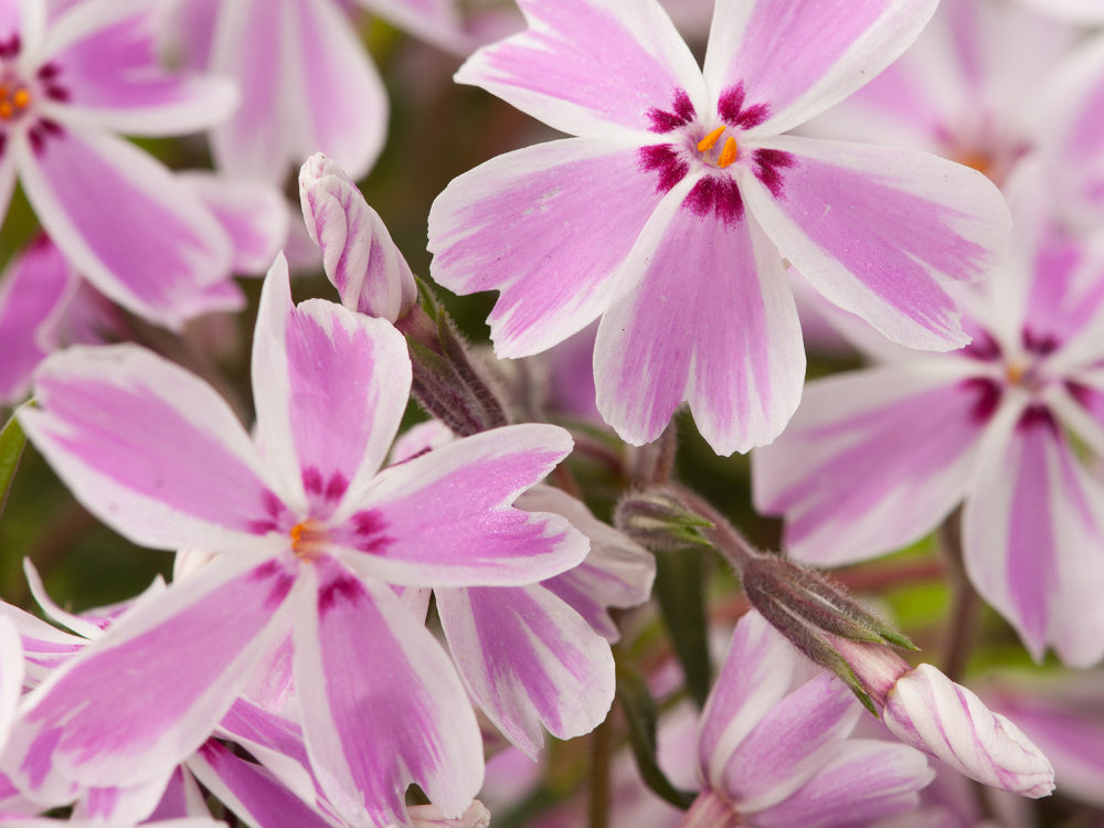 Candy Stripe Creeping Phlox (Phlox subulata 'Candy Stripe') - 1 gallon