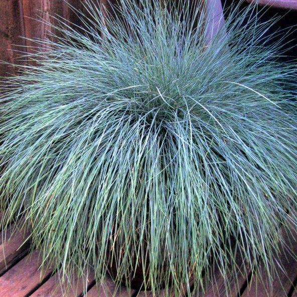 Beyond Blue™ Festuca (Festuca 'F.G. Beyond Blue') - 2 gallon