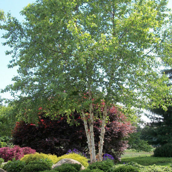 Heritage River Birch (Betula nigra 'Cully') - 3 gallon 36"
