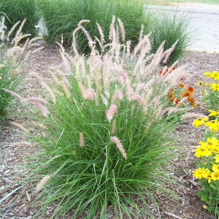 Karley Rose™ Fountain Grass (Pennisetum orientale 'Karley Rose') - 3 gallon