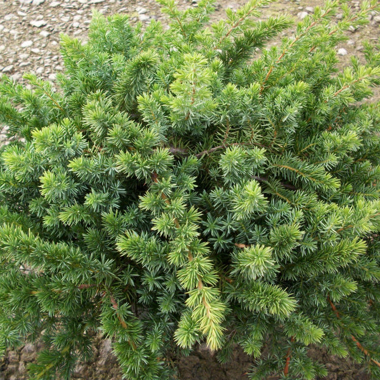 Blue Shore Juniper (Juniperus conferta 'Blue Pacific') - 1 gallon