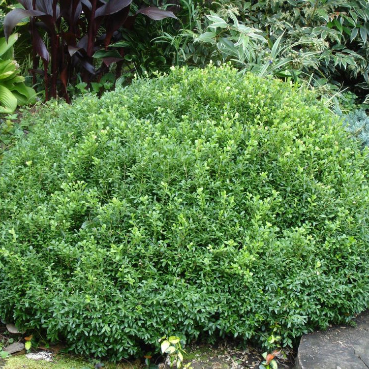NewGen Liberty Bell™ Boxwood (Buxus newgen 'Liberty Belle') - 1 gallon 8"