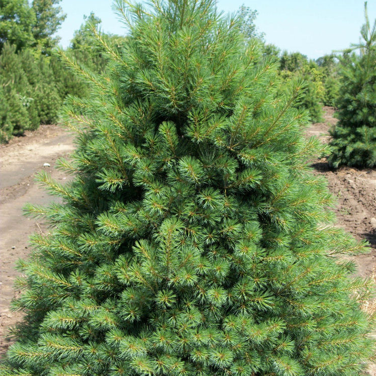 Eastern White Pine (Pinus strobus) - 1 gallon 12"