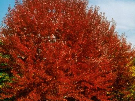 Brandywine Red Maple (Acer rubrum 'Brandywine') - 3 gallon 60"