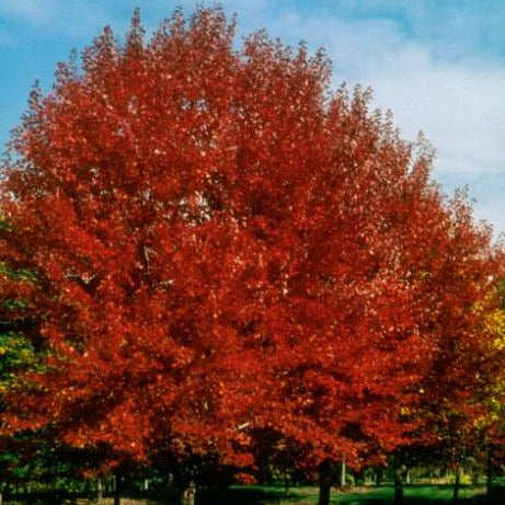 Brandywine Red Maple (Acer rubrum 'Brandywine') - 3 gallon 60"