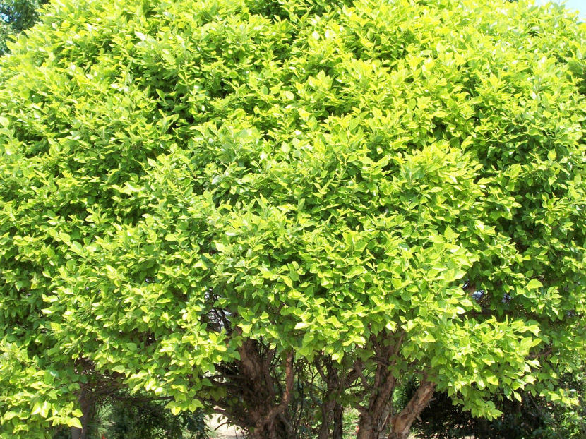 Fox Valley Dwarf River Birch (Betula nigra 'Little King') - 3 gallon 18"
