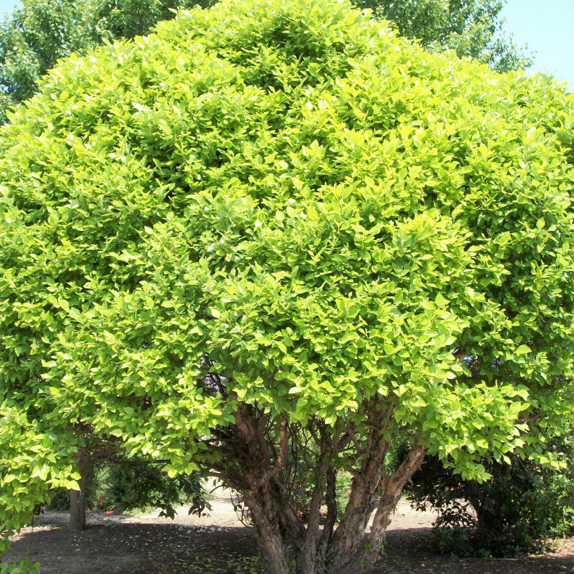 Fox Valley Dwarf River Birch (Betula nigra 'Little King') - 3 gallon 18"