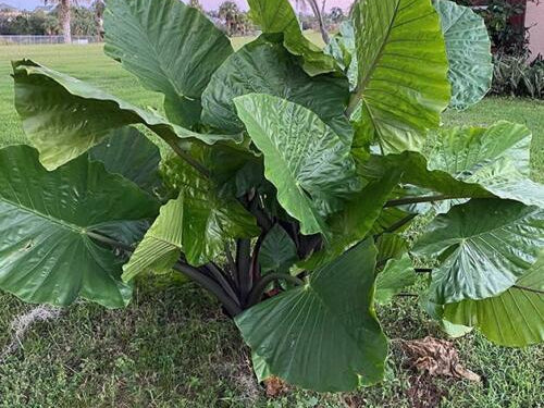 Dark Star Elephant Ear (Alocasia 'Dark Star') - 1 gallon