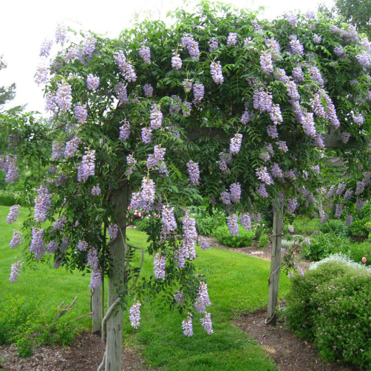 Blue Moon Wisteria (Wisteria macrostachya 'Blue Moon') - 3 gallon 30" TRELLIS