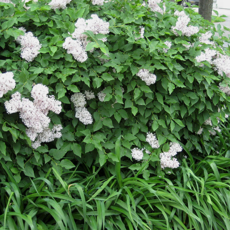 Miss Kim Lilac (Syringa patula 'Miss Kim') - 2 gallon