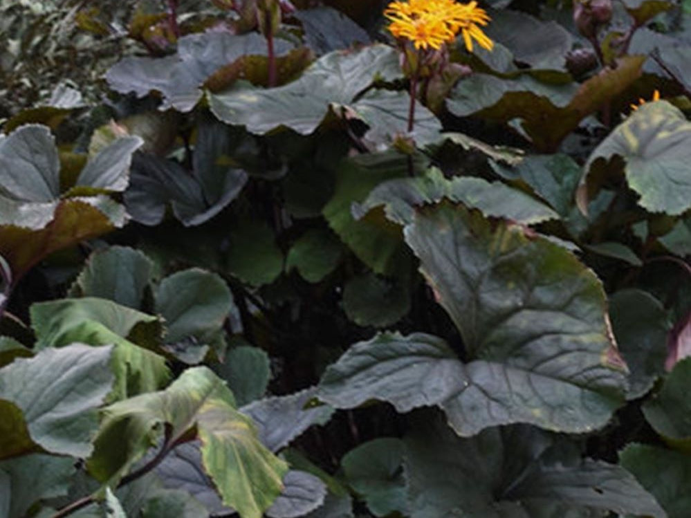 Britt-Marie-Crawford Bigleaf Ligularia Leopard Plant (Ligularia 'Britt-Marie Crawford') - 1 gallon