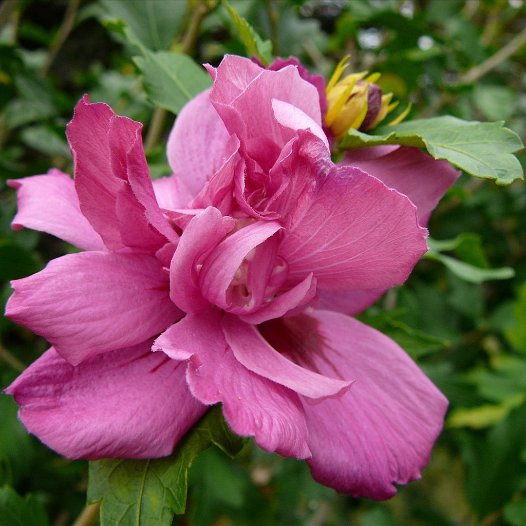 Lucy Rose of Sharon (Hibiscus syriacus 'Lucy') - 3 gallon PATIO TREE