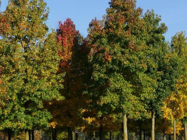 Sweet Gum (Liquidambar styraciflua) - 3 gallon