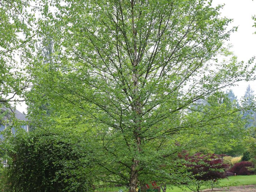 City Slicker® River Birch (Betula nigra 'City Slicker') - 3 gallon