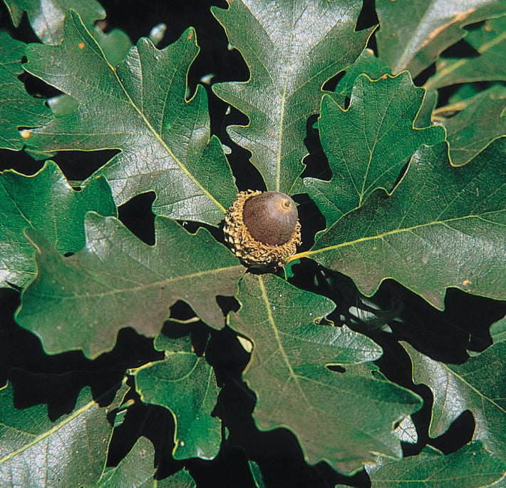 Bur Oak (Quercus macrocarpa) - 3 gallon 36-48"