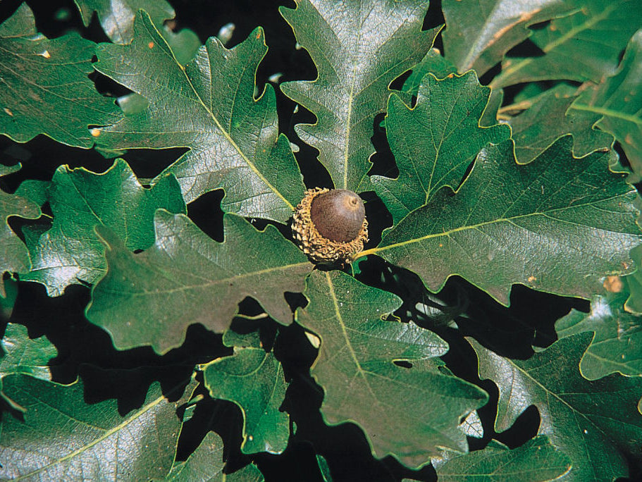 Bur Oak (Quercus macrocarpa) - 3 gallon 36-48"