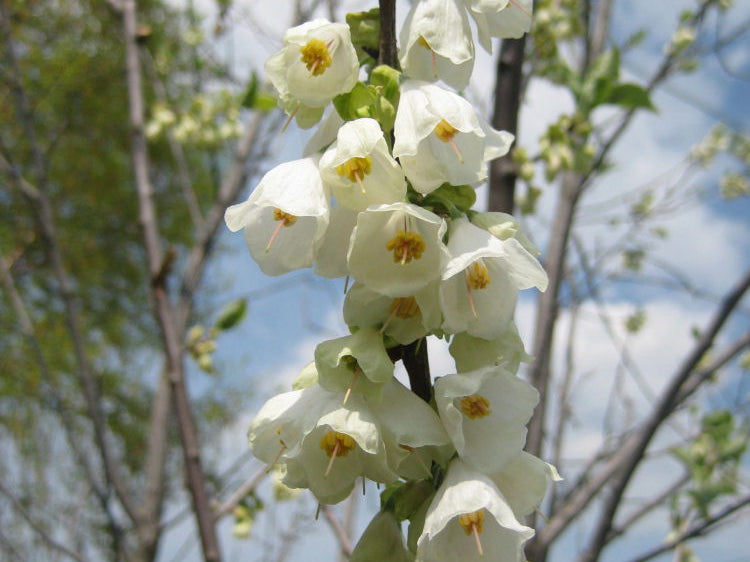Carolina Silverbell (Halesia tetraptera) - 3 gallon TREE