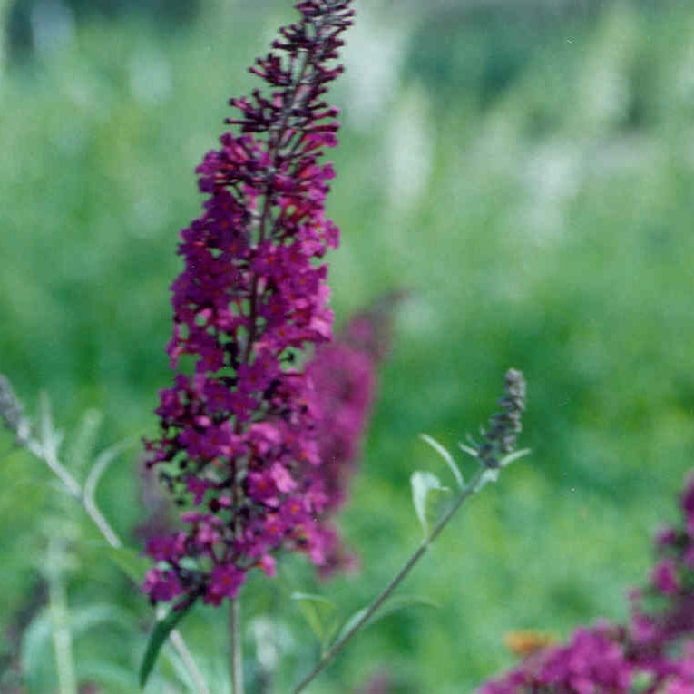 Black Knight Butterfly Bush (Buddleia davidii 'Black Night') - QT