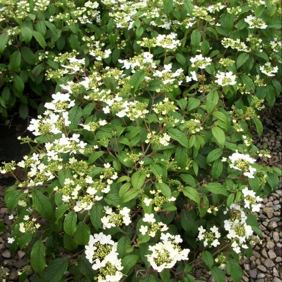 Summer Snowflake Viburnum (Viburnum plicatum 'Summer Snowflake') - 1 gallon