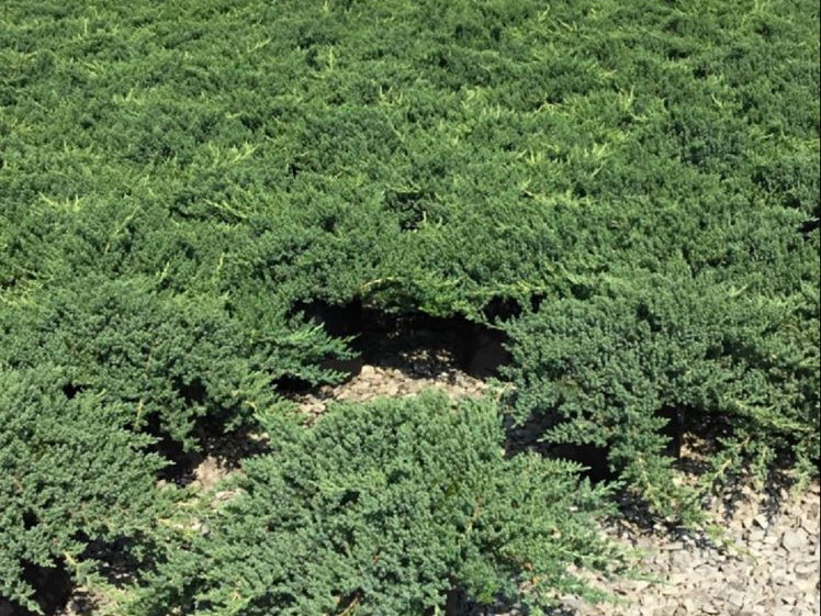 Dwarf Japanese Garden Juniper (Juniperus chinensis 'Nana') - 1 gallon 6"