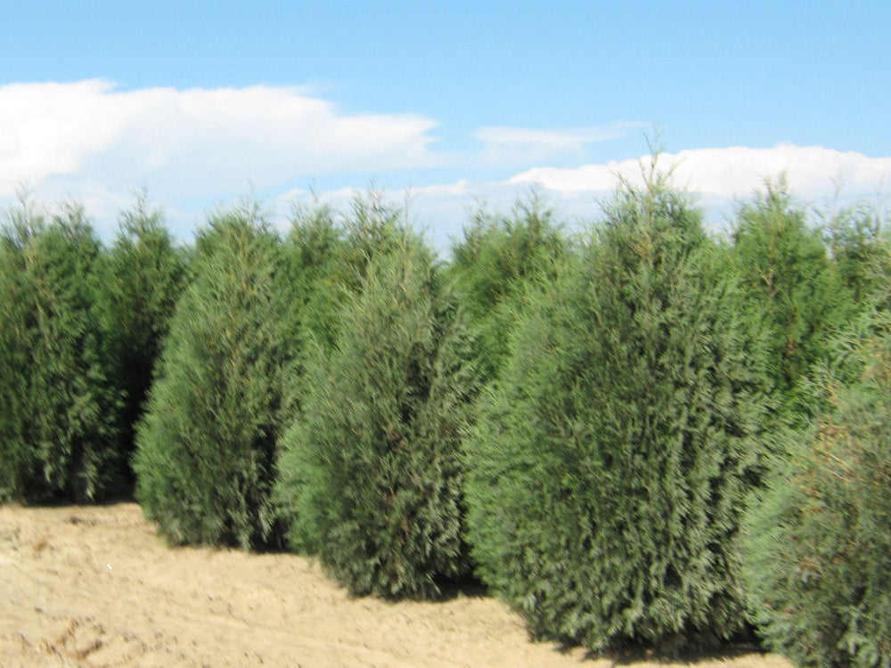 Techny Mission Arborvitae (Thuja occidentalis 'Techny Mission') - 2 gallon 15-18"