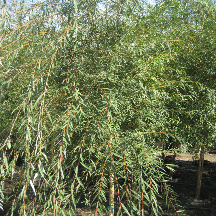 Weeping Golden Willow (Salix alba 'Tristis') - 3 gallon 48" TREE