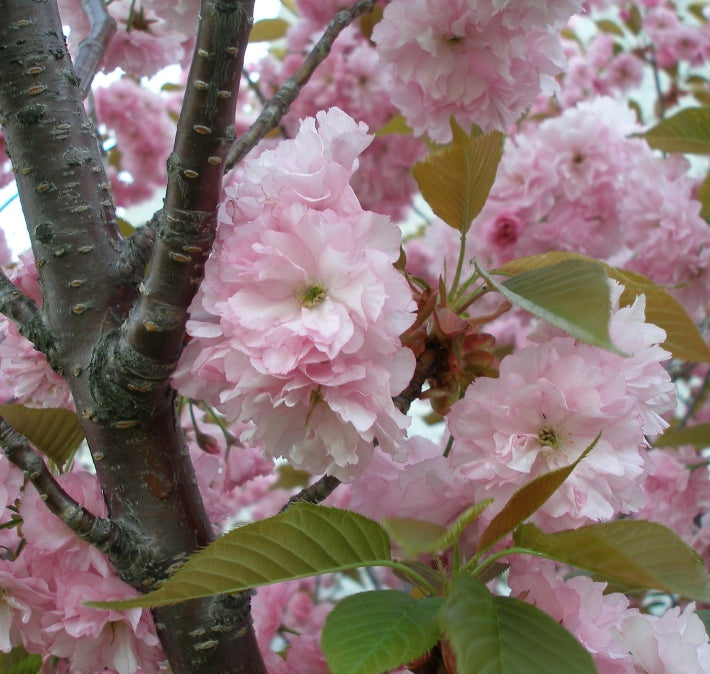 Kwanzan Cherry (Prunus serrulata 'Kwanzan') - 3 gallon 48" TREE