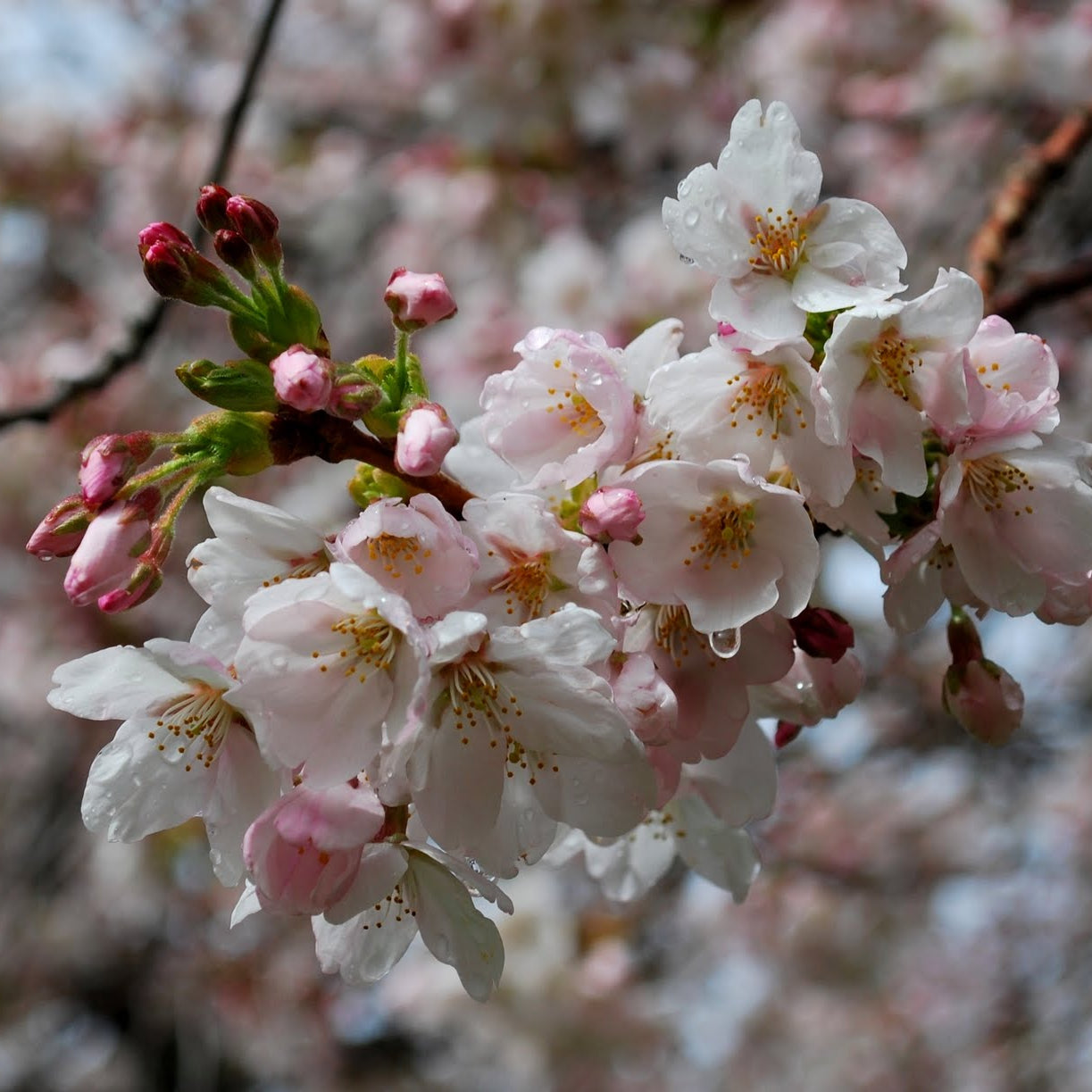 Yoshino Cherry (Prunus x yedoensis 'Yoshino') - 3 gallon 36"