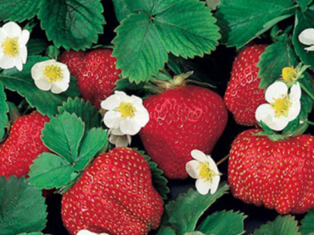 Fragaria Ozark Beauty Everbearing Strawberry (Fragaria ozark 'Beauty') - 1 gallon