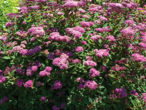 Empire® Ice Dragon™ Spiraea (Spiraea empire 'Ice Dragon') - 1 gallon