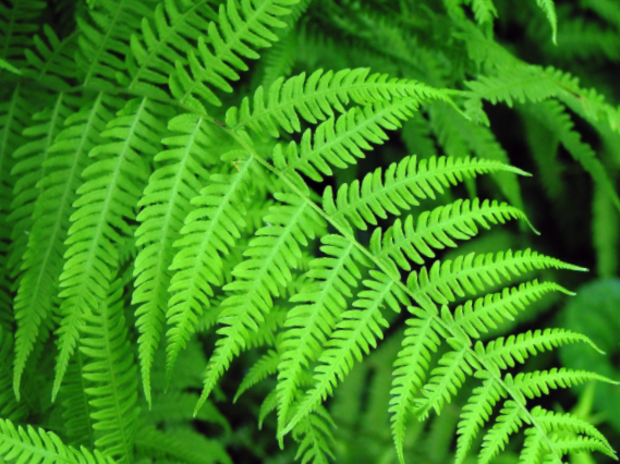 Fern New York (Thelypteris 'New York') - 1 gallon