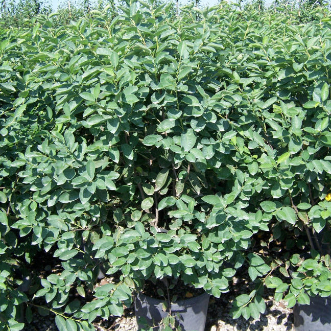 Autumn Brilliance® Serviceberry (Amelanchier x grandiflora 'Autumn Brilliance') - 3 gallon 3-4' TREE