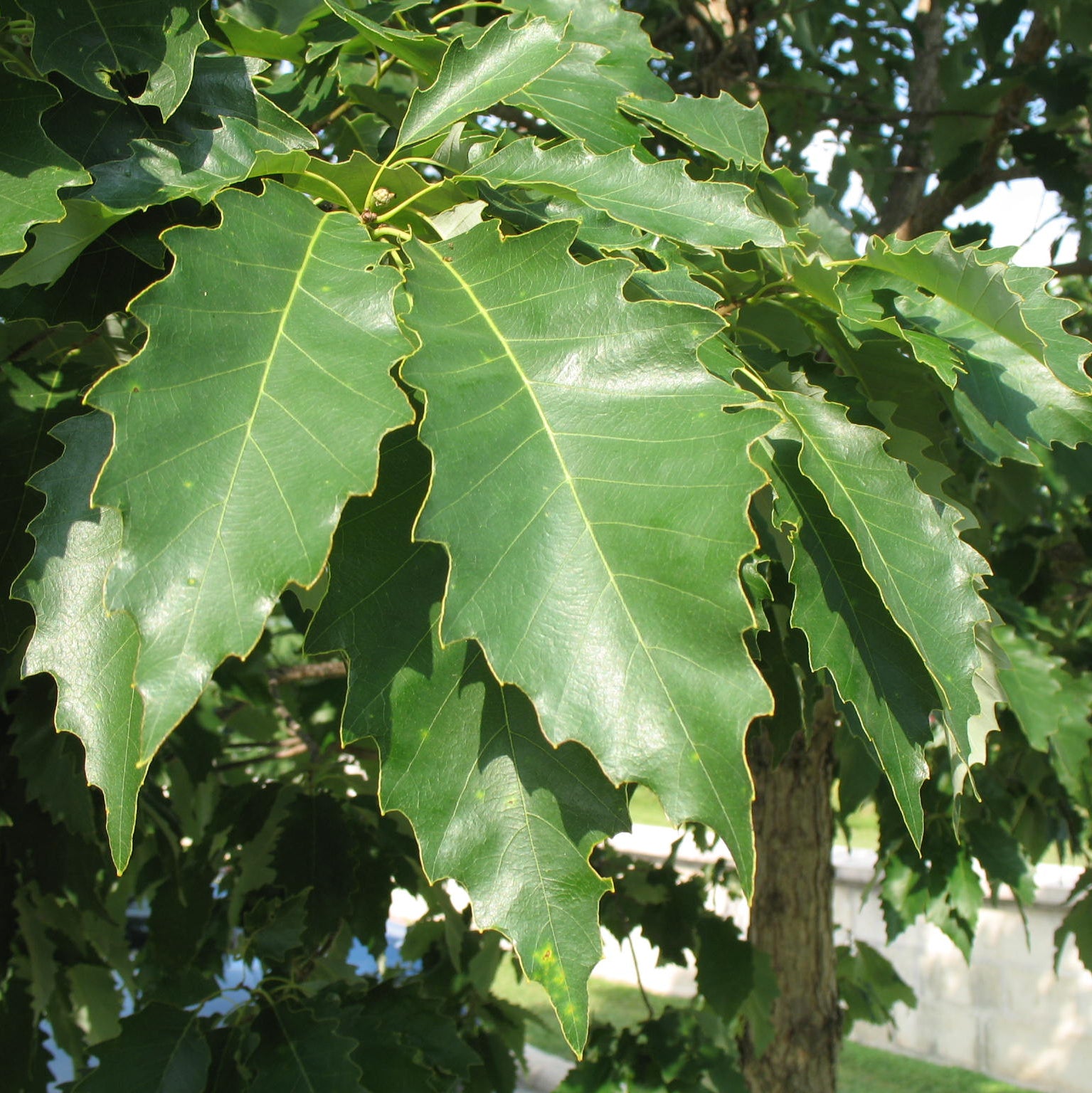 Chinkapin Oak (Quercus muehlenbergii) - 3 gallon 36-60"