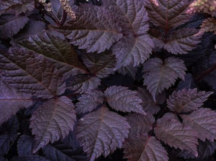 Chocolate Shogun Astilbe (Astilbe 'Chocolate Shogun') - 1 gallon