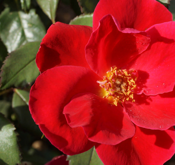 Miracle on the Hudson™ Rose (Rosa miracle 'On The Hudson') - 3 gallon