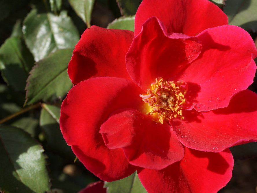 Miracle on the Hudson™ Rose (Rosa miracle 'On The Hudson') - 3 gallon