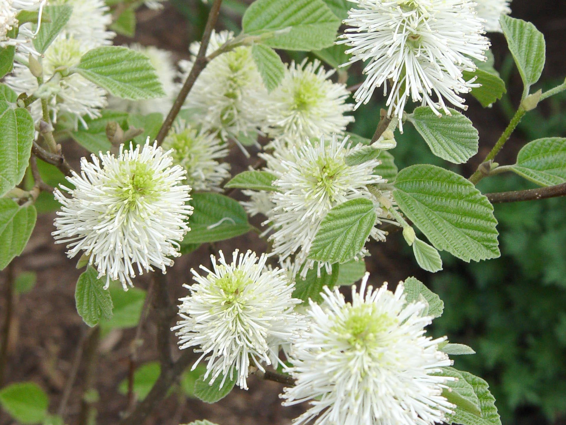 Mount Airy Dwarf Fothergilla (Fothergilla gardenii 'Mount Airy') - 2 gallon