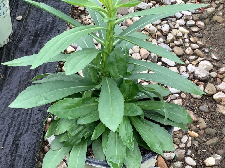 Common Sneezeweed (Helenium autumnale) - 1 gallon
