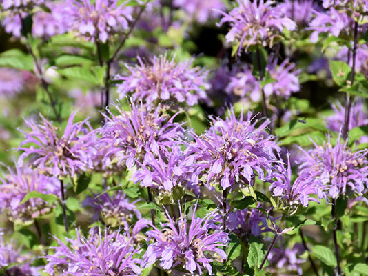Blue Stocking Bee Balm (Monarda D 'Blue Stocking') - 1 gallon