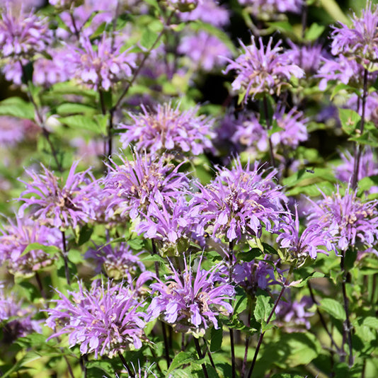 Blue Stocking Bee Balm (Monarda D 'Blue Stocking') - 1 gallon