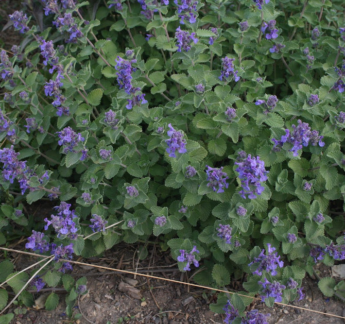 Early Bird Catmint (Nepeta 'Early Bird') - 1 gallon
