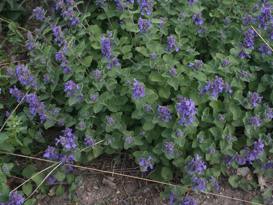 Early Bird Catmint (Nepeta 'Early Bird') - 1 gallon