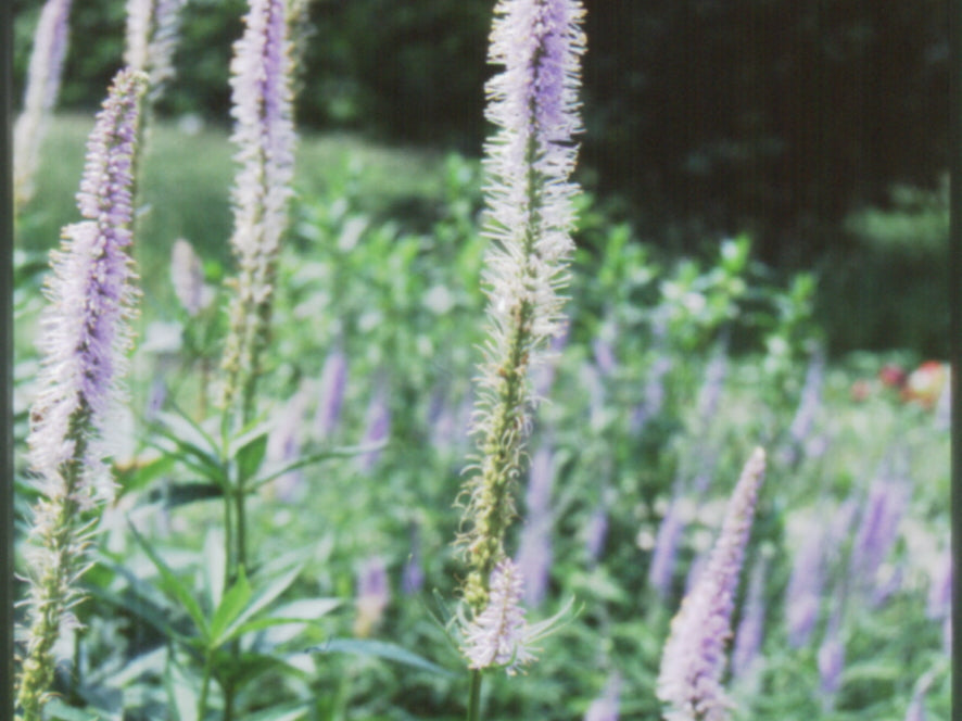 Culver's Root (Veronicastrum virginicum) - 1 gallon