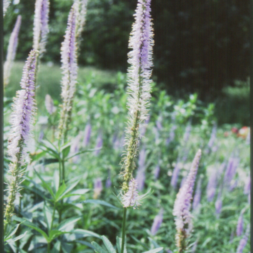 Culver's Root (Veronicastrum virginicum) - 1 gallon
