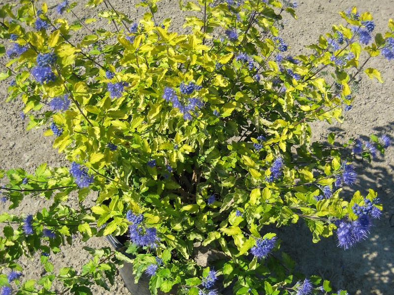 Sunshine Blue® II Bluebeard (Caryopteris sunshine 'Blue Ii') - 2 gallon 12"